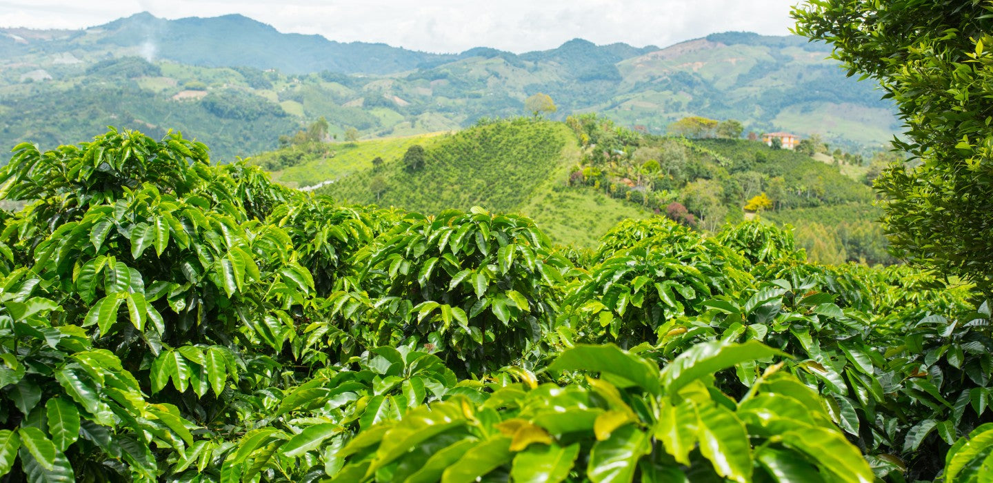 Fazenda: Brazil's Heartbeat of Coffee Production